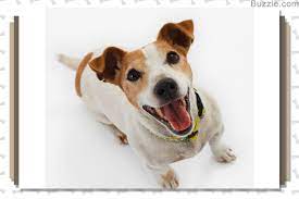 List Of Common Characteristics Shown By All Terrier Mix Breeds Dogappy