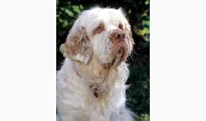 Image result for clumber španěl lov