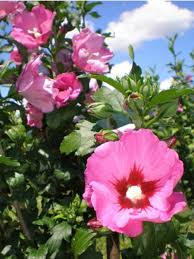 Maybe you would like to learn more about one of these? Mauve En Arbre Pink Giant Flogi Hibiscus Syriacus Le Jardin Du Pic Vert