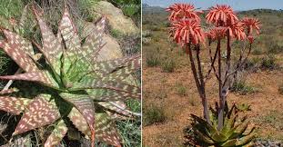 Image result for Brownleea maculata