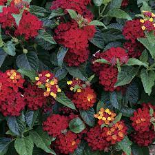 We did not find results for: Sarah Browning Lantana Varieties Add Color Draw Bees Home Garden Journalstar Com