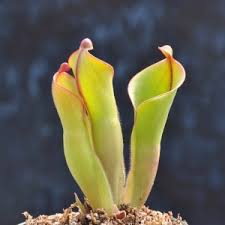 Image result for Heteropyxis dehniae