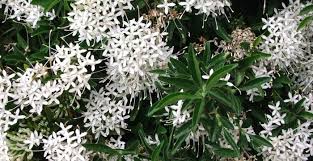 Image result for Pavetta uniflora
