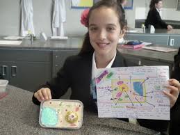 Learn about the similarities and differences between in both animals and plants, cells generally become specialized to perform certain functions. Cells Homework Kettering Science Academy