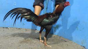 Ayam ini terkuat dan tertangg. Bentuk Dan Model Kaki Ayam Petarung Pukul Saraf Ko Ayam Pukul Saraf Ciri Ciri Sisik Jenis Kelebihan Cara Mengobati Namun Perlu Di Ingat Ayam Juga Harus Memiliki Pukulan Yang Terarah Tsunami
