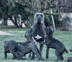 Eğer bir cane corso i̇taliano köpeği sahiplenmeyi düşünüyorsanız bu yazımız tam da size göre! Cria De Cane Corso Venta De Cane Corsos Comprar Cachorros Cane Corso Online