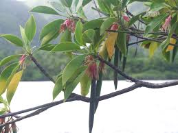 Image result for Bruguiera