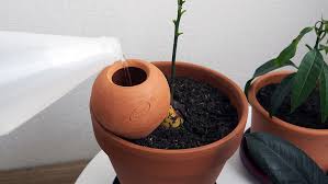 Check spelling or type a new query. Comment Arroser Ses Plantes Vertes Pendant Les Vacances M6 Deco Fr