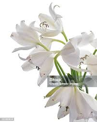 Image result for Crinum moorei