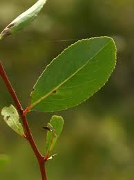 Image result for Gymnosporia senegalensis