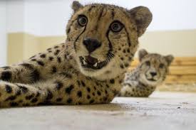 Check spelling or type a new query. Neue Geparden Fur Den Dresdner Zoo Sachsen Fernsehen