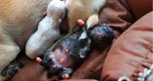 Learn how to housebreak your dog in 6 days for free. How Can I Stop Bleeding Around A Puppy S Umbilical Cord Petcoach