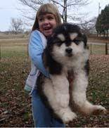 Anneka visits lorna of artic rainbow malamutes to visit her super cute litter of 4 week old baby giant alaskan malamutes. Hudson S Malamutes Adorable Black Fluffy Alaskan Malamute Puppy A Puppy Is A Big Investment You Have To Giant Alaskan Malamute Malamute Alaskan Malamute