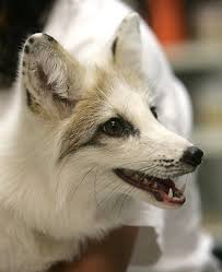 El Paso Zoo Officials Are A Baffled How Luna A Rare Leucistic Fox Ended Up In Southern Texas She Will Be Moved Rare Animals Albino Animals Animals Beautiful
