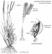 Image result for Eustachys