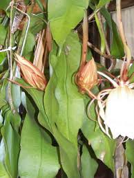 Well rooted epiphyllum orchid cactus queen of the night oxypetalum cereus plant with new growth leaves. Broad Leafed Epiphyllum Queen Of The Night Nye Noona