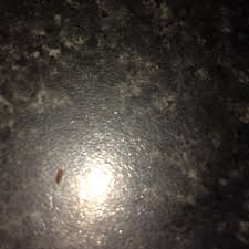 Within two days i was in the same situation. Tiny Brown Bugs In Kitchen 286179 Ask Extension