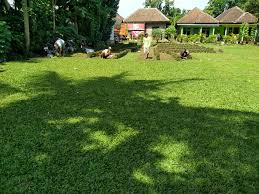 Sama dengan rumput gajah mini, harganyam mulai dari rp 15.000 per m2. Harga Rumput Gajah Mini Surabaya Tukang Taman Surabaya Jasa Taman Surabaya