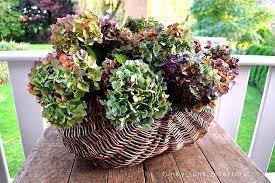 We did not find results for: Keeping Flowers Thru Winter Dried Hydrangeas Hydrangea Arrangements Hydrangea