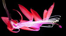 The wild type is native to brasil more infos: Schlumbergera Wikipedia