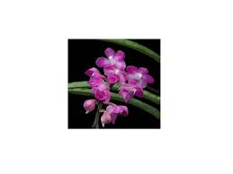 Image result for Polystachya vulcanica