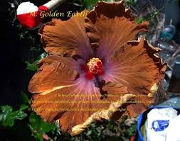 Golden Earth Hibiscus Flowers Hibiscus Garden Inspiration
