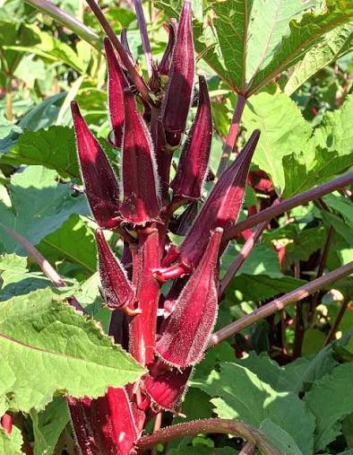 Check out this beautiful red okra (Abelmoschus esculentus 'Carmine Splendor') growing in our Kitchen Garden in Bartholdi Park. Looking beautiful standing tall with the U.S. Capitol behind.