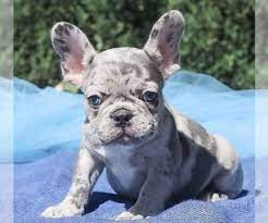 To bring you the healthiest, best looking, most exclusive pedigrees to every french bulldog lover here in south florida and around the world. View Ad French Bulldog Puppy For Sale Near Florida Kendall Usa Adn 164763