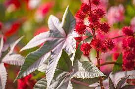 Ricinus), die sich voll gesaugt haben. Rizinus Pflanzen So Gelingt Der Anbau Des Wunderbaums