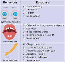 In the initial care of a comatose patient, chronologically, there may be first responders, emergency medical technicians (emts), paramedics. Glasgow Coma Scale The Definitive Guide Biology Dictionary