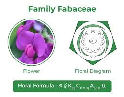 Image result for Fabaceae subfamily Papilionoideae