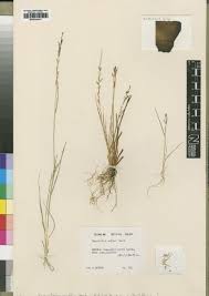 Image result for Sporobolus molleri