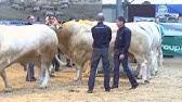 Trouvez un bovin parmi les 430 annonces de sur agriaffaires. Sia 2015 2 Blondes D Aquitaine Se Preparent Pour Le Salon De L Agriculture Youtube