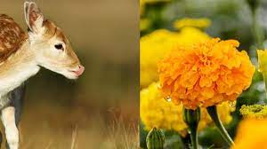 Maybe you would like to learn more about one of these? Do Deer Eat Marigolds An In Depth Look Gardening Dream