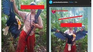 Namun, sayangnya tidak sedikit yang sangat langka dan bahkan sudah terancam punah. Viral Pemburu Pamer Hasil Tangkapan Ini Burung Langka Yang Ditembak Tribun Jateng