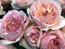 I nostri rosai in vaso da 2 e 3 litri sono consegnati in vegetazione da marzo a ottobre. Alexandra Farms On Twitter Princess Charlene Named After The Princess From Monaco Is A Peach Colored Deep Cup Shaped Rose With Disheveled And Wavy Petals If You Like A Fragrant Rose You Ll Love Her