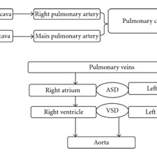 2 A Schematic Diagram Of The Blood Flow In The Presented