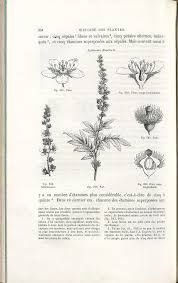 Image result for Strephonema sericeum