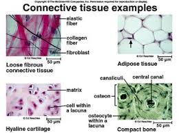 Connective Tissue Is The Material Inside Your Body That Supports Many Of Its Parts It Is The Cellular Glue That Tissue Types Tissue Loose Connective Tissue