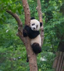 Image result for pandas