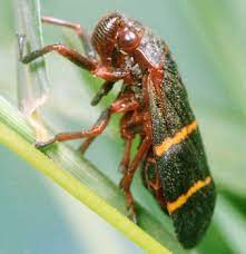 Once you have properly identified spittlebugs, you can move forward with an inspection. How To Get Rid Of Spittlebugs