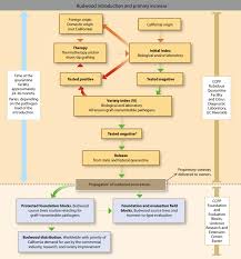 Flow Chart For Citrus Budwood Introduction Propagation Of