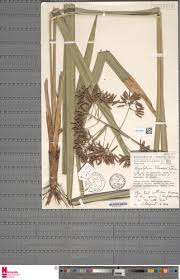 Image result for Hypolytrum heteromorphum