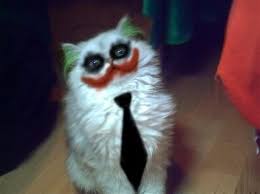 Joker Cat Komik Hayvanlar Sevimli Kediler Kedi Esprileri