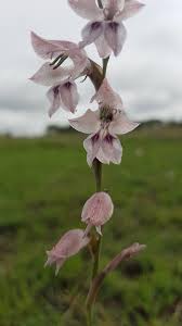 Image result for Gladiolus unguiculatus