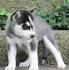 Husky Puppies for Sale - Adoptapet