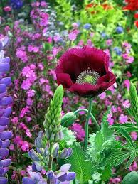 I Feel Your Name Coursing Through My Veins Flower Garden Beautiful Flowers Beautiful Gardens