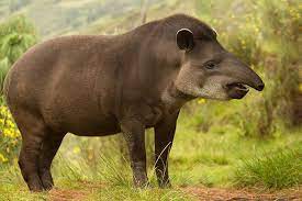 Braunbär, bär, amerikanischer schwarzbär, tier, tiere png. Tapir