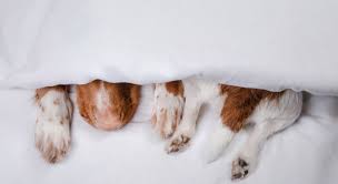 Why Does My Dog Sleep Under The Covers Proud Dog Mom