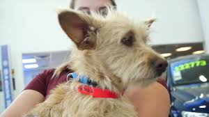 Rspca website for pet rehoming and adoption animal welfare advice and. Halo Animal Rescue Animal Rescues In Phoenix